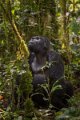 52 Oeganda, Bwindi NP, gorilla